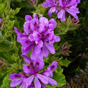 Pelargonium cucullatum